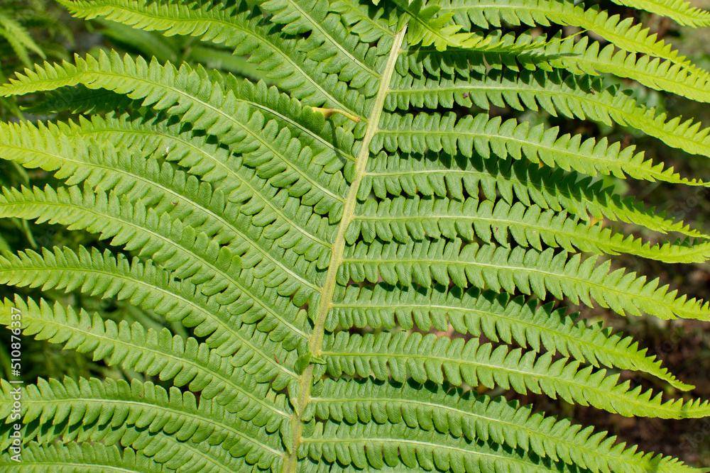 green leaf of a young fern close-up green leaf of a young fern close-up