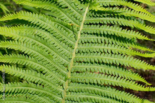 green leaf of a young fern close-up