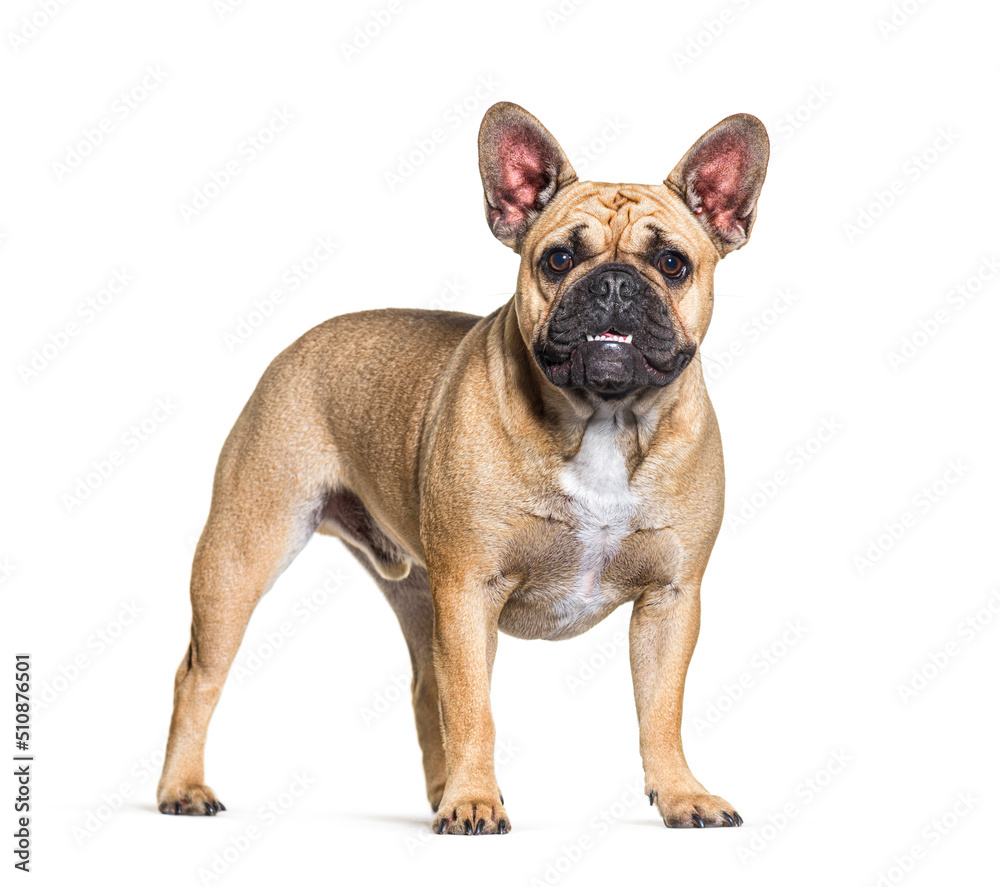 Standing French bulldog, isolated on white