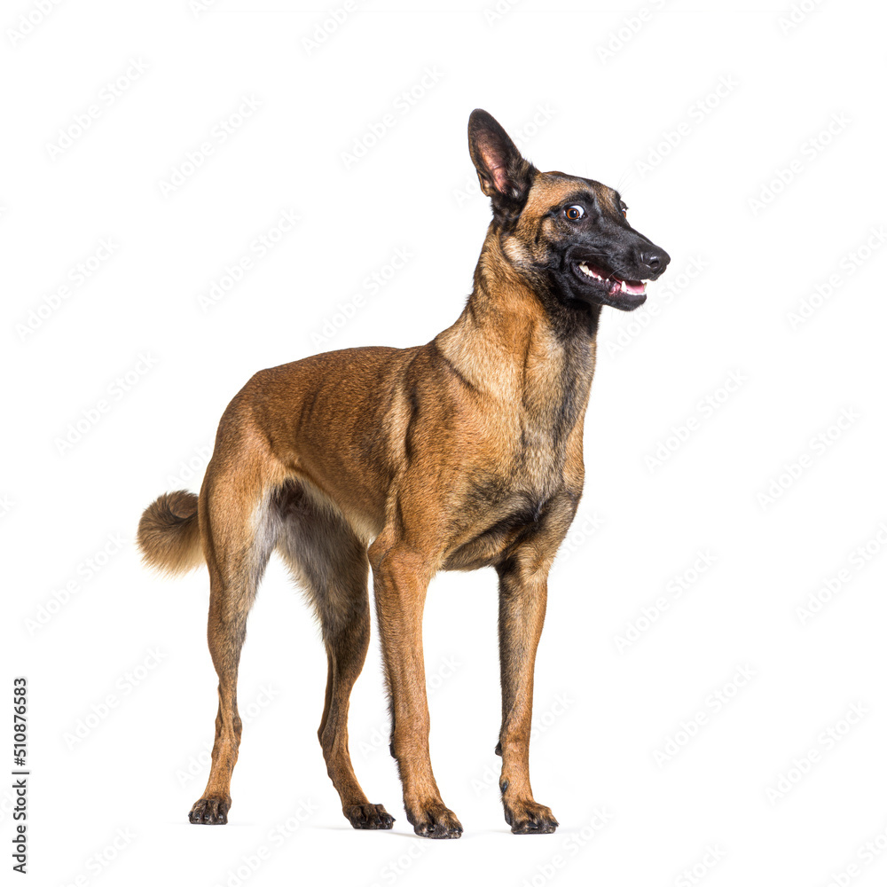 Malinois also know as Belgian shepherd dog, looking weird or surprise, isolated on white