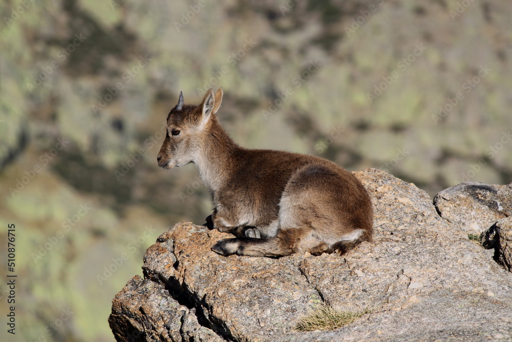 Fototapeta premium Cabra montesa