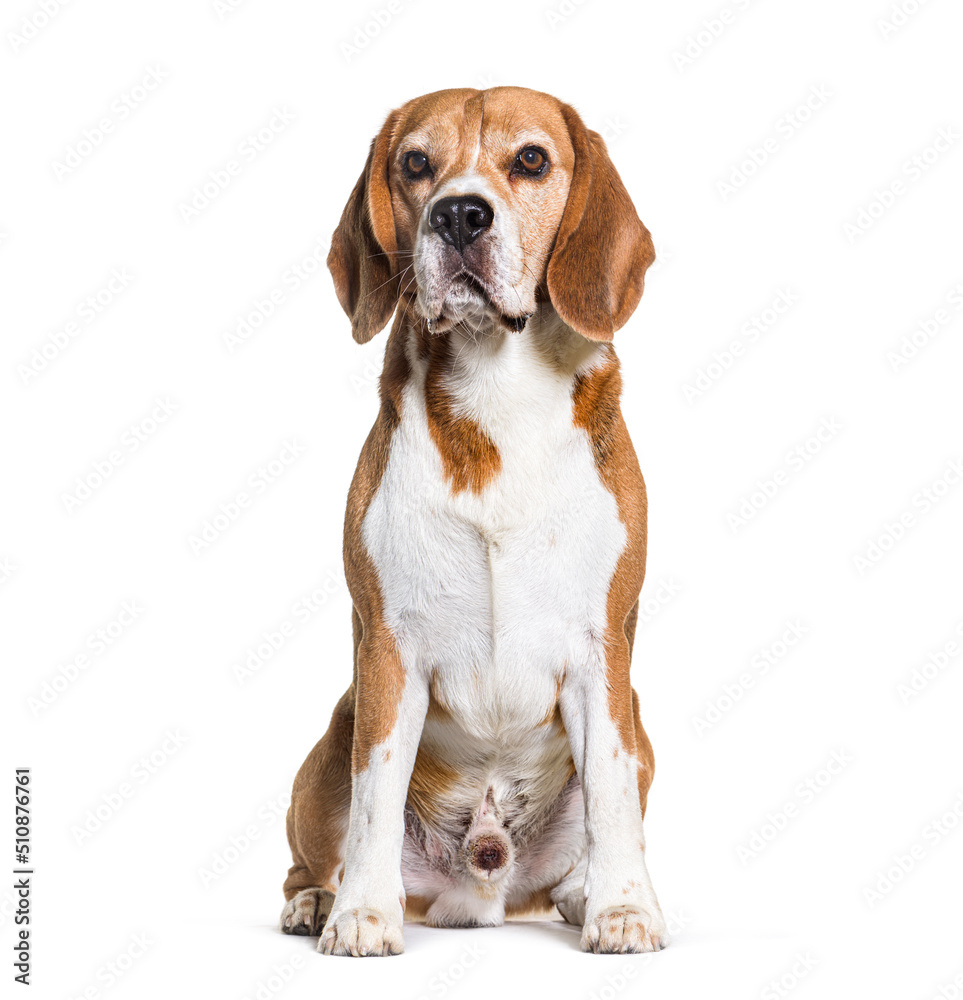 Beagle dog standing in front, isolated on white