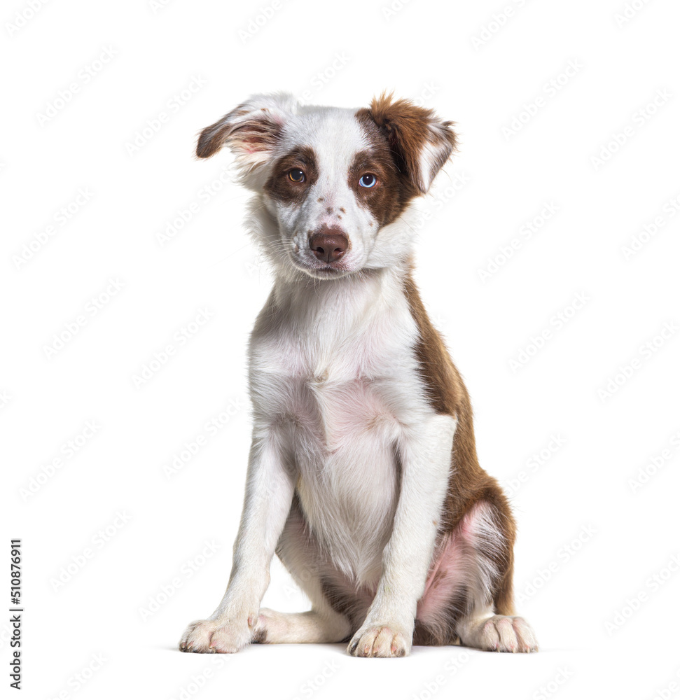 Odd-eyed Brown and white young Border collie dog sitting, isolated on white Odd-eyed Brown and white young Border collie dog sitting, isolated on white
