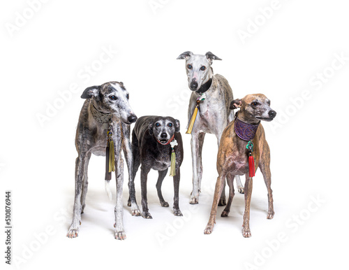 Many old Galgo espanol dog standing an wearing a collar  isolated on white