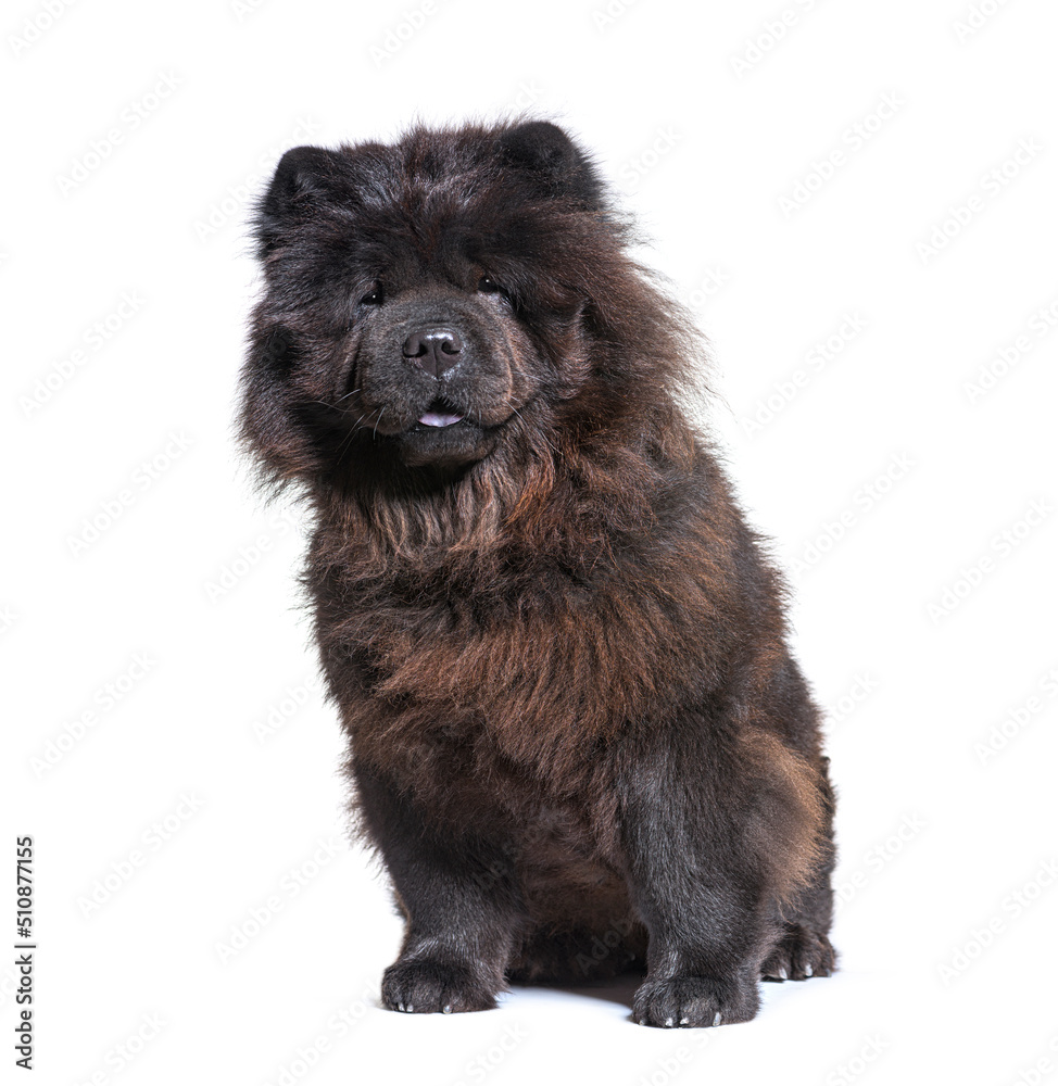 sitting Black Chow-chow dog looking at the camera, isolated on white