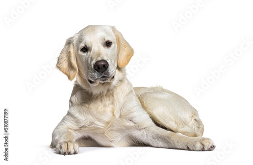 Lying down Golden Retriever dog looking at camera  isolated on white