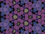 水に浮かぶ紫陽花