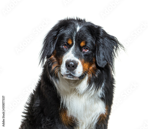 Fototapeta Naklejka Na Ścianę i Meble -  Bernese Mountain Dog