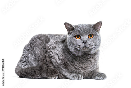 Fototapeta Naklejka Na Ścianę i Meble -  Grey British shorthair cat, isolated on white