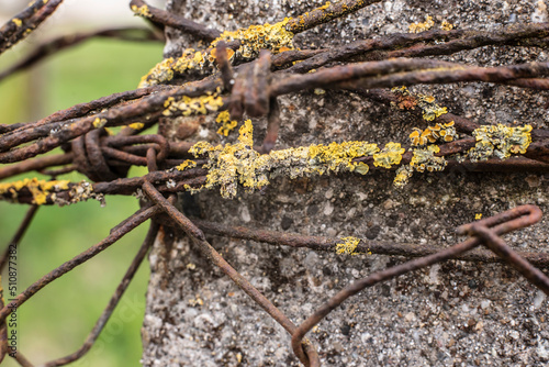 a rusty barbed wire grown with lichens © Carmen Hauser