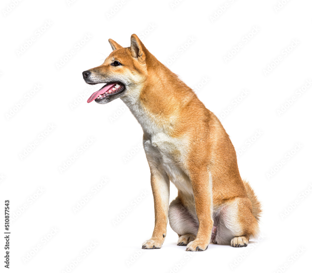Side view of shiba inu dog panting, isolated on white