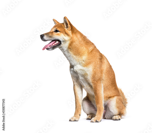 Side view of shiba inu dog panting  isolated on white