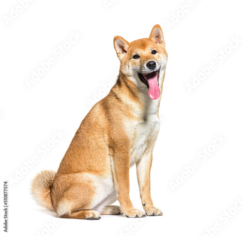 Sitting Keeshond dog panting, isolated on white
