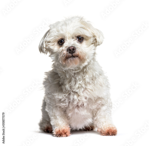 Maltese dog sitting and looking at the camera, against white background