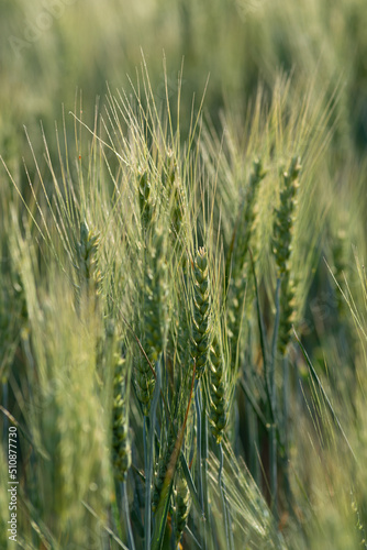 Triticale and male Hand  Caressing Foxtail Barley  Hordeum Jubatum   Close-up of wild barley  green wheat on the field at sunset  Moldova