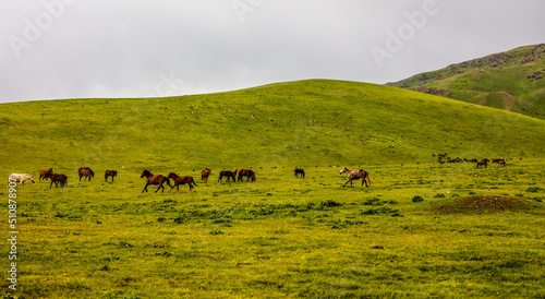 herd of horses © KAIRZHAN