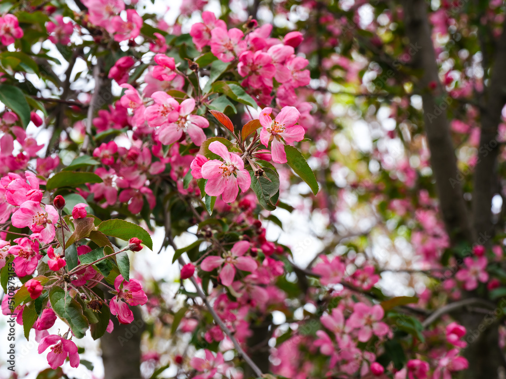 Apple tree in bloom with pink flowers. Full frame. Apple tree in bloom with pink flowers. Full frame.