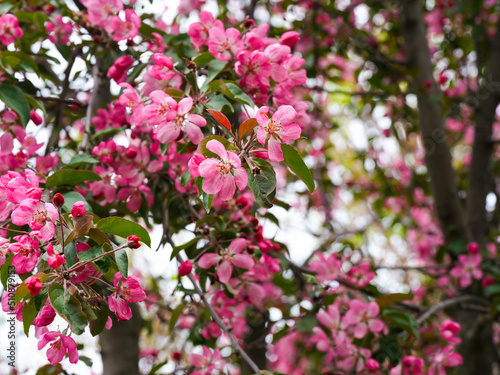 Apple tree in bloom with pink flowers. Full frame. © rosinka79