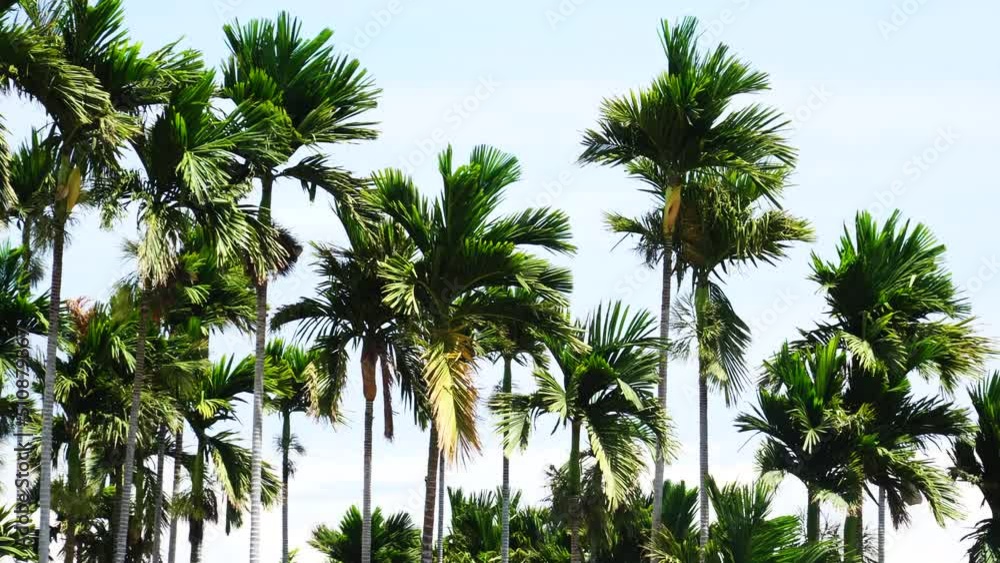 Palm trees swaying in wind. Gimbal, pan left Palm trees swaying in wind. Gimbal, pan left