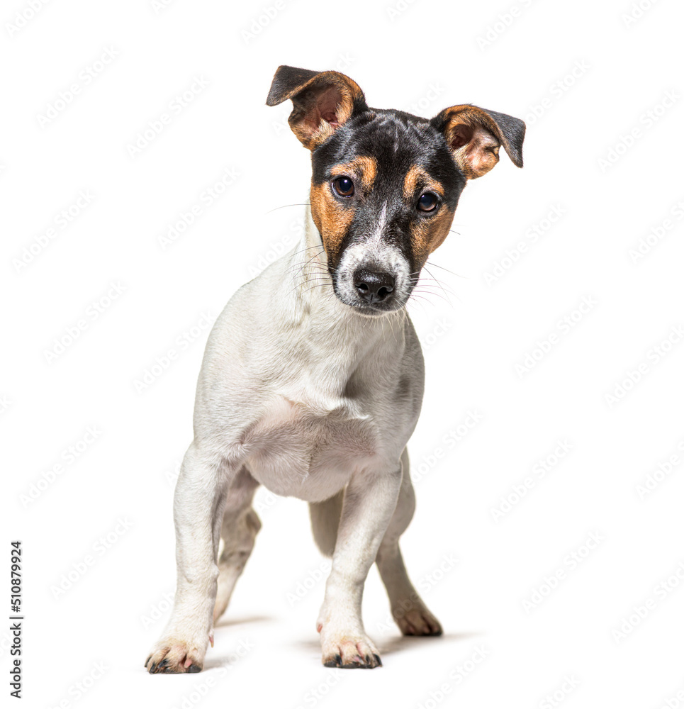 Jack Russell Terrier dog standing in front and looking at the camera, isolated on white