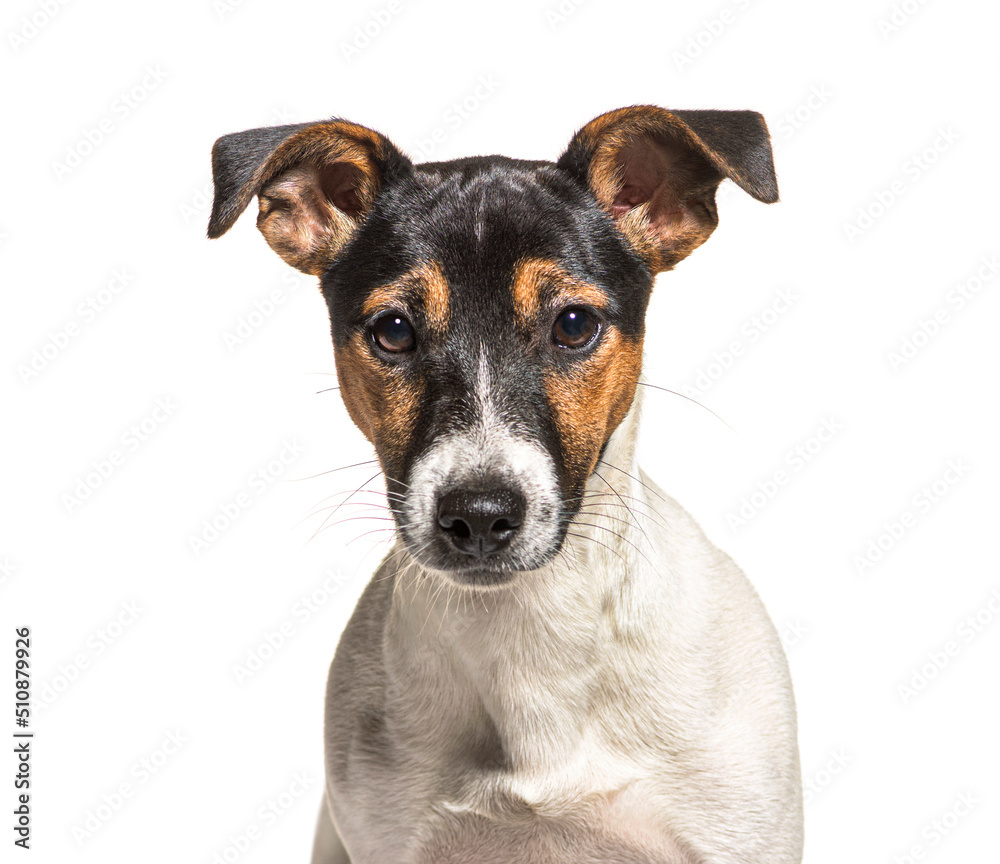 Head shot of tri-color Jack Russell Terrier dog, Isolated on white