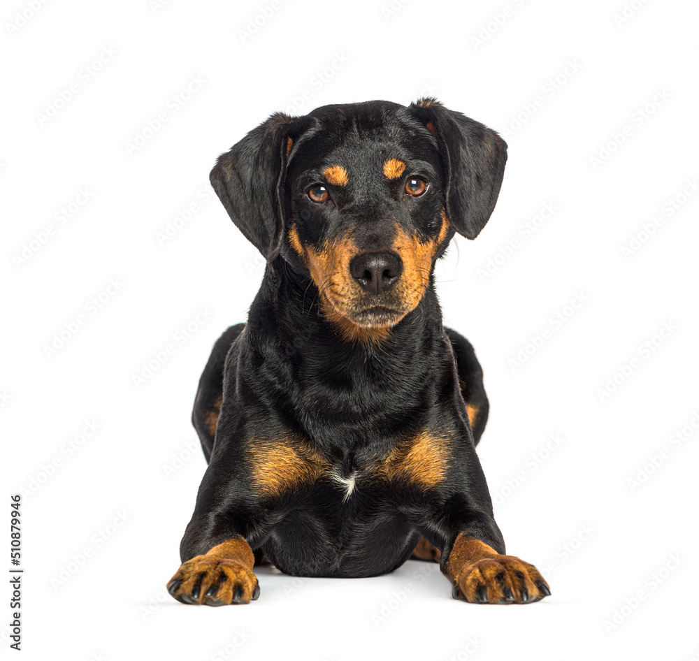Lying down Black and red Mixed breed dog, isolated on white Lying down Black and red Mixed breed dog, isolated on white