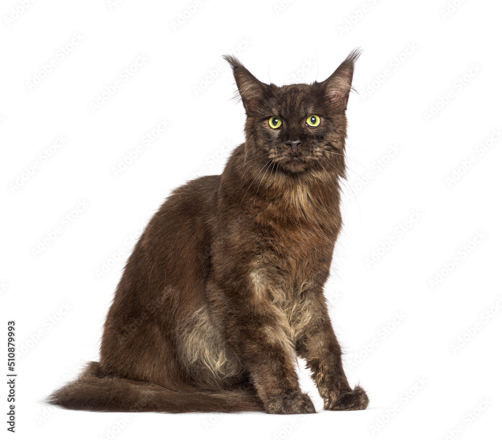 Brown Maine coon cat, isolated on white