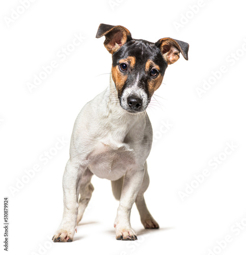 Jack Russell Terrier dog standing in front and looking at the camera  isolated on white