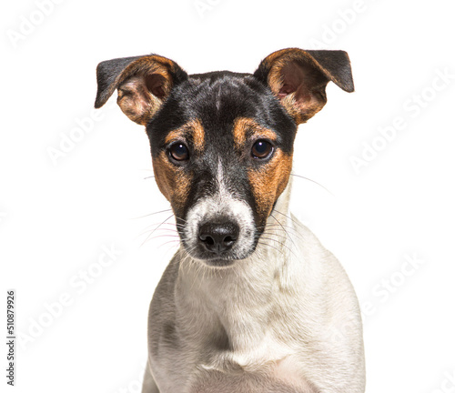 Head shot of tri-color Jack Russell Terrier dog, Isolated on white © Eric Isselée