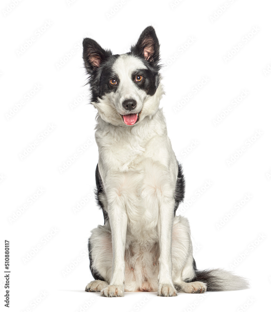 Panting Black and white border collie sitting in front and looking at the camera