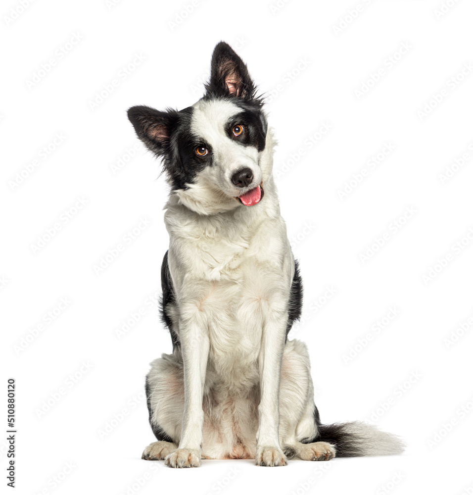 sitting and Panting Border collie dog wearing a collar, isolated