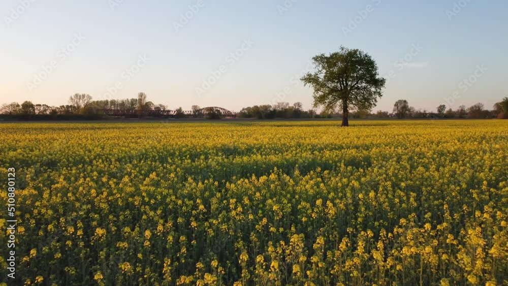 Blooming rapeseed field and large tree on sunny spring day - aerial drone view. Drone flying above beautiful canola rapeseed field with yellow flowers.