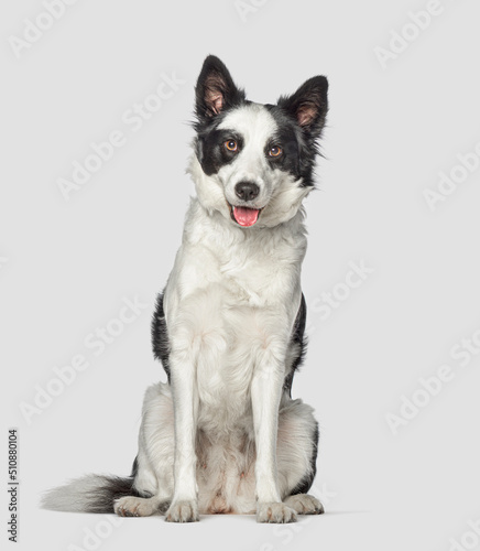 Panting Black and white border collie sitting in front and looking at the camera © Eric Isselée