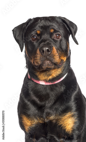 Portrait Rottweiler wearing a pink dog collar  isolated on white