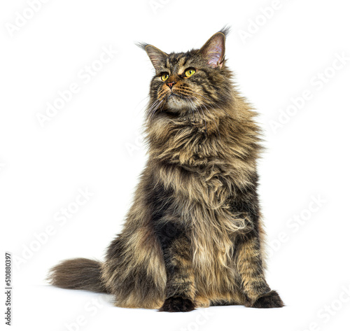 Maine coon cat sitting in front, looking up away, isolated