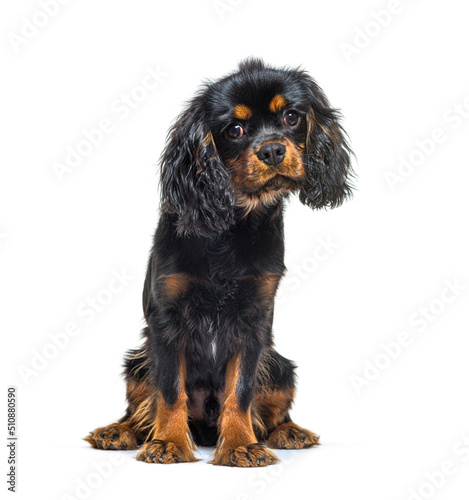Black and tan Young Cavalier King Charles Spaniel sitting, isola