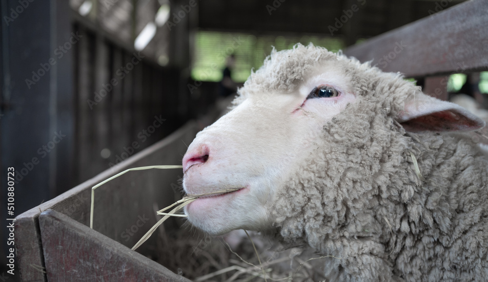 Sheep and cute lamb smiling while eating organic food at the farm. Lovely domestic animals best moments. Sheep and cute lamb smiling while eating organic food at the farm. Lovely domestic animals best moments.