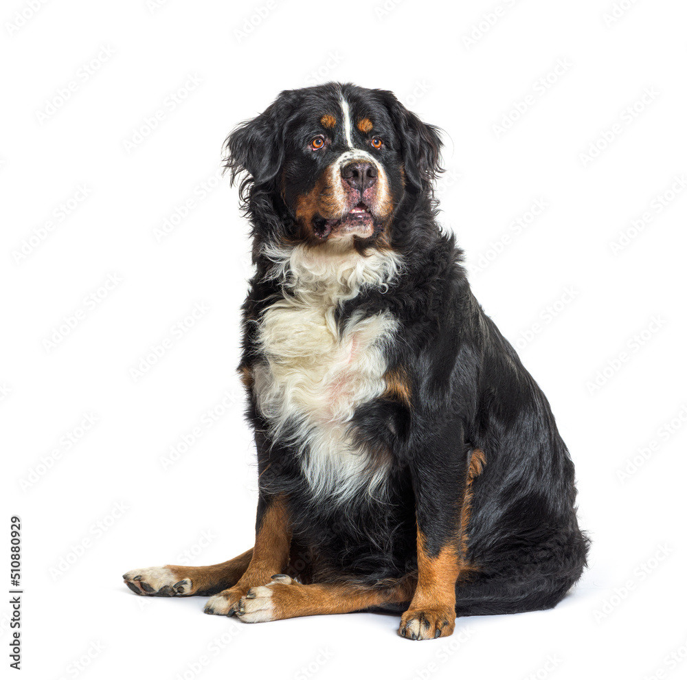 Old and Fat Bernese mountain dog, isolated on white Old and Fat Bernese mountain dog, isolated on white