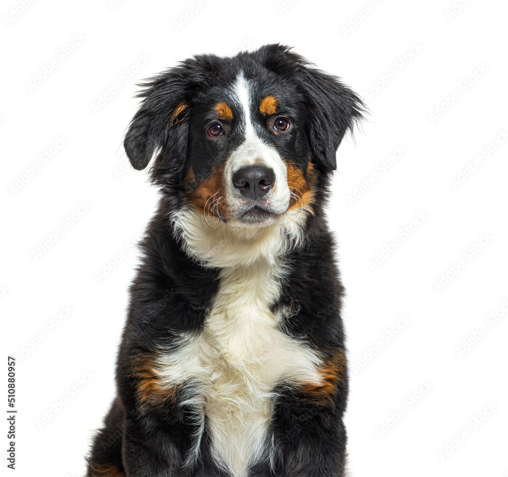Portrait of a Bernese mountain dog, isolated on white