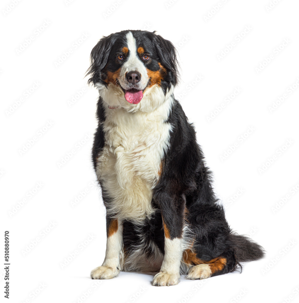 Bernese mountain dog sitting panting, isolated on white Bernese mountain dog sitting panting, isolated on white