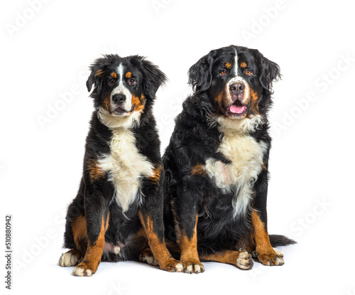 Young and old Bernese mountain dogs sitting together, isolated o