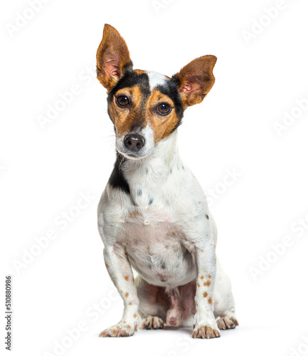 Portrait of a Tri-color Jack Russel Terrier sitting and looking © Eric Isselée