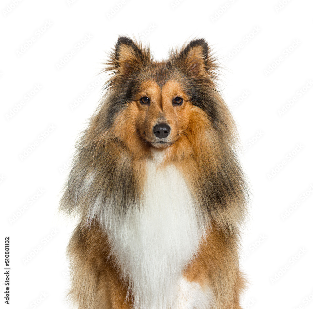 Close-up, portrait, of a Sheltie dog looking at the camera, isol