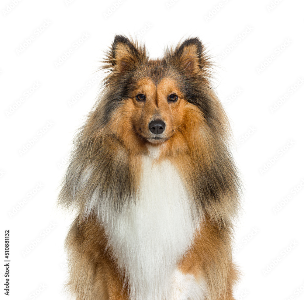 Close-up, portrait, of a Sheltie dog looking at the camera, isol Close-up, portrait, of a Sheltie dog looking at the camera, isol