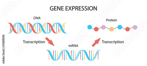 DNA replication, RNA, mRNA, protein synthesis, translation. Biological functions of DNA. medical illustration. photo