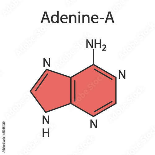 Molecule of adenine-purine base. The base is present in DNA and RNA. Medical illustration.