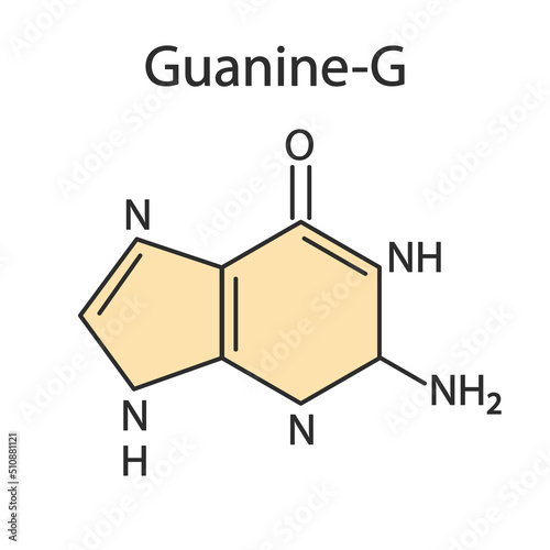 Guanine (G) purine nucleobase molecule. Base present in DNA and RNA. Medical illustration.