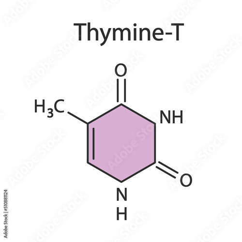 Thymine chemical formula. Vector editable