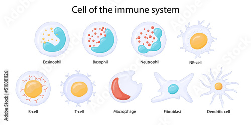 cells of the immune system. Leukocytes or white blood cells Eosinophils, neutrophils, basophils, macrophages, fibroblasts, and dendritic cells. photo