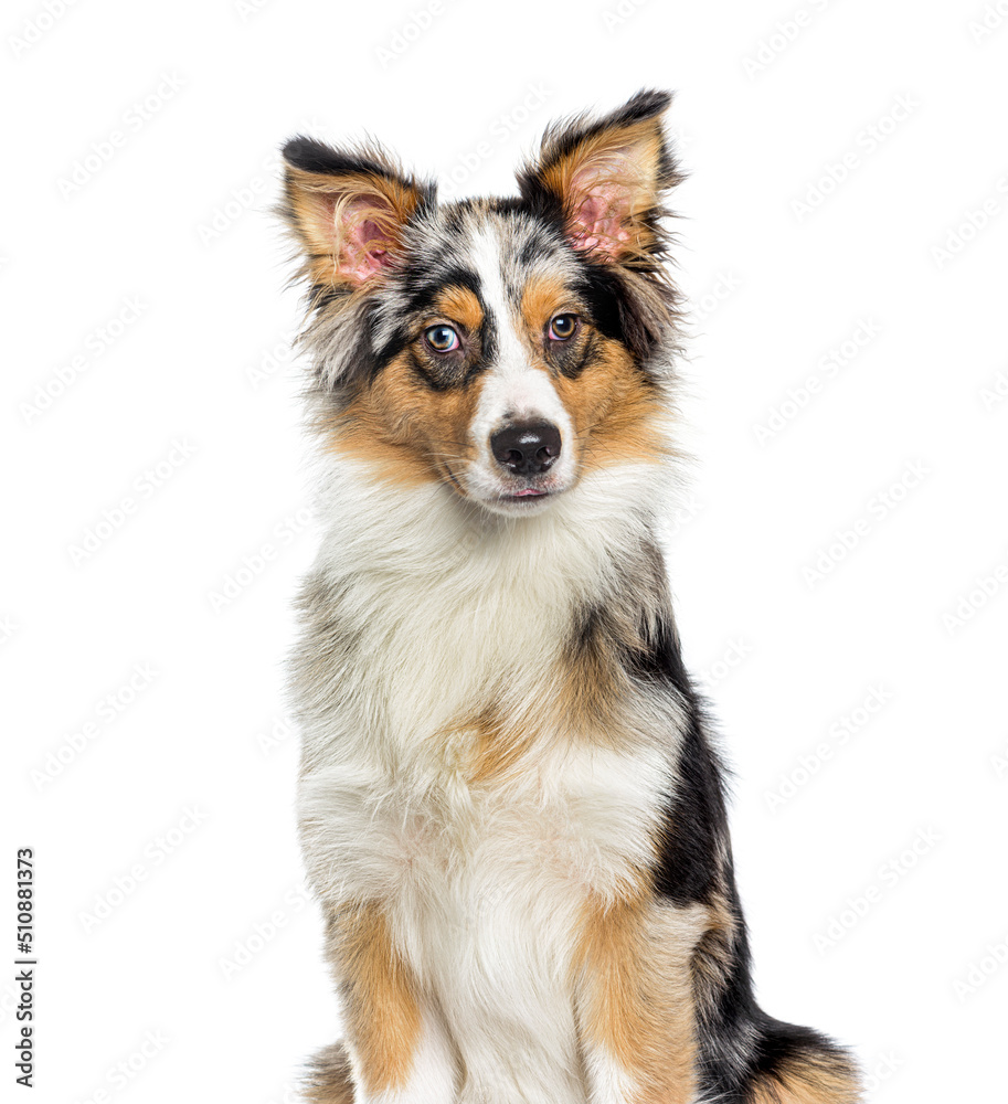 Head shot of a Bleu merle border collie, isolated on white